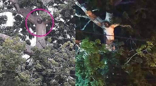 A imagem de Jesus aparece em uma árvore durante a quarentena de uma cidade na Colômbia