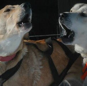 Os cães começaram a chorar desesperadamente no Norte, uma desgraça está chegando?