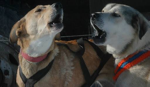 =Os cães começaram a chorar desesperadamente no Norte, uma desgraça está chegando