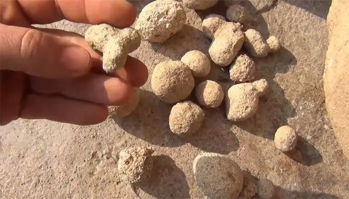 Trovants - pedras que têm a capacidade de crescer e se mover