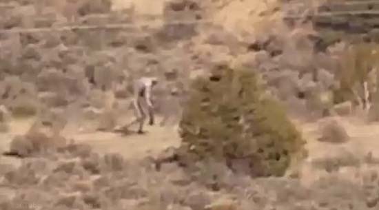Eles gravam uma enorme criatura andando no deserto em Portugal