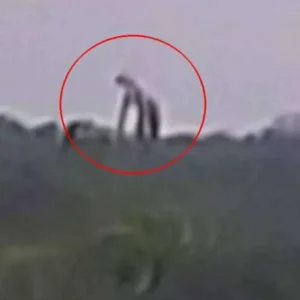 Fotografam uma criatura gigantesca e misteriosa em uma montanha no México