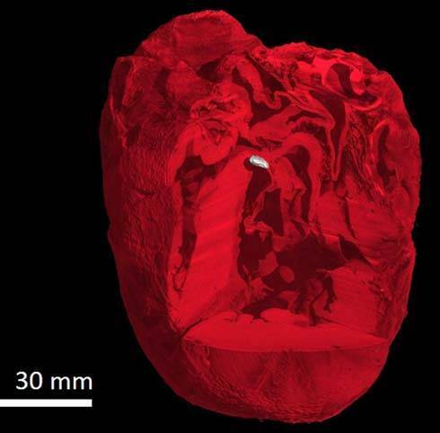 Um misterioso 'osso' é descoberto dentro dos corações de alguns chimpanzés