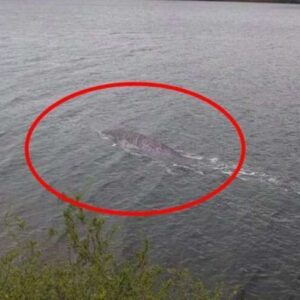 Um turista obtém as melhores evidências do monstro do Lago Ness na história