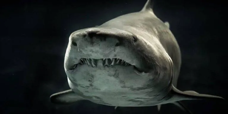 Encontram a cabeça de um tubarão há 330 milhões de anos