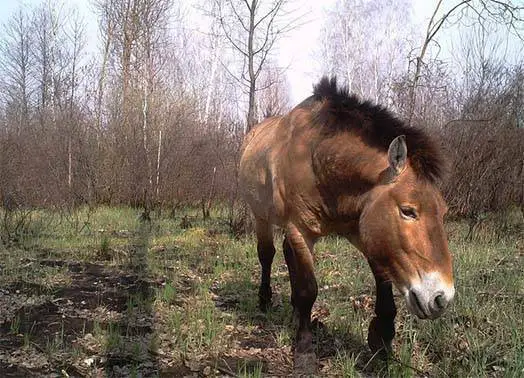 O enigma misterioso dos cavalos radioativos de chernobyl