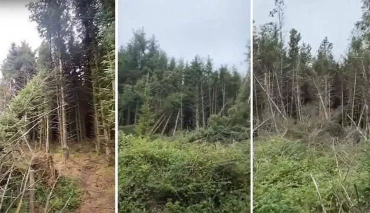 Um homem descobre o local de um OVNI acidentado em uma floresta do Reino Unido