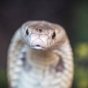 Adolescente afirma que a mesma cobra o mordeu 8 vezes em um mês