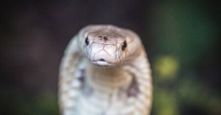 Adolescente afirma que a mesma cobra o mordeu 8 vezes em um mês