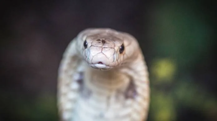 Adolescente afirma que a mesma cobra o mordeu 8 vezes em um mês