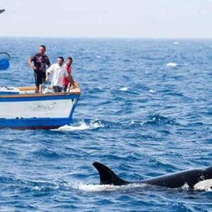 As orcas estão atacando barcos na Espanha e tubarões brancos, o que está acontecendo?