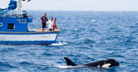 As orcas estão atacando barcos na Espanha e tubarões brancos, o que está acontecendo?