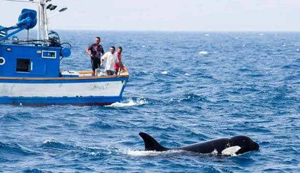 As orcas estão atacando barcos na Espanha e tubarões brancos, o que está acontecendo?