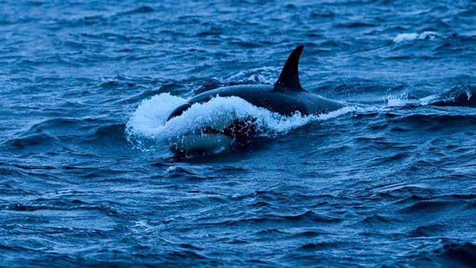 As orcas estão atacando barcos na Espanha e tubarões brancos, o que está acontecendo