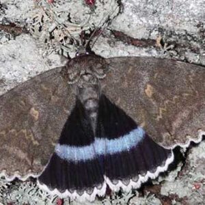 Borboleta mutante encontrada na zona de exclusão de Chernobyl