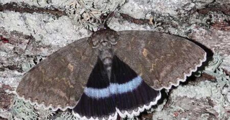 Borboleta mutante encontrada na zona de exclusão de Chernobyl