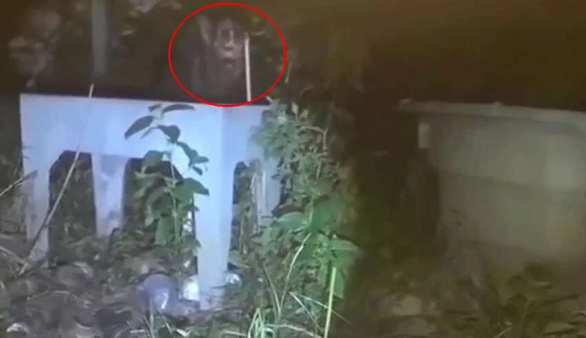 Dois vídeos mostram lobisomens no Brasil e na Argentina
