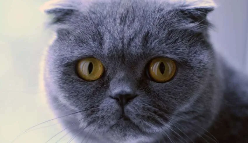 Venderam um gato por mais de 100.000 euros que realiza desejos