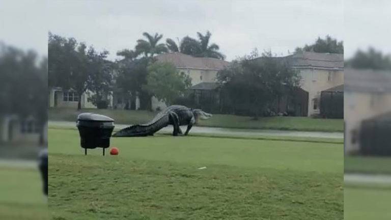 O 'Aligátor americano', foi flagrado caminhando por um campo de golfe e surpreendeu as pessoas que estavam passando pelo local