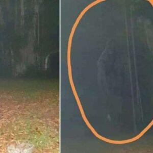 Criatura lendária é fotografada em Cingapura: ‘Homem Macaco’