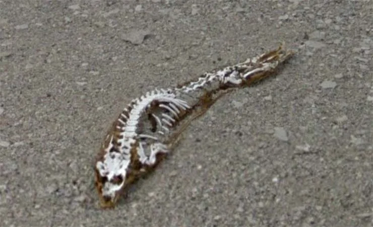 criatura colossal que foi vista por pescadores no Pacífico na década de 1990. Os pescadores profissionais ficaram surpresos com o tamanho deste monstro e ainda mais surpresos com a forma distintamente humanoide. O Ningen (que significa humano em japonês) é uma criatura colossal que foi vista por pescadores no Pacífico na década de 1990.