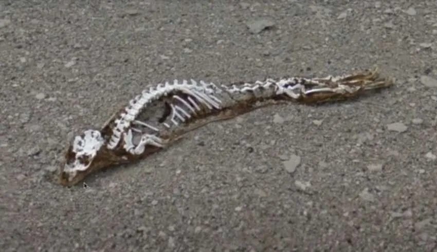 O degelo mostra na Antártica os restos mortais de uma criatura misteriosa que ninguém conseguiu identificar