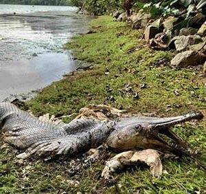 Mistério Em Cingapura: Enorme Peixe “Pré-Histórico” do Tamanho de um Crocodilo Encontrado Morto