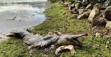 Mistério Em Cingapura: Enorme Peixe “Pré-Histórico” do Tamanho de um Crocodilo Encontrado Morto