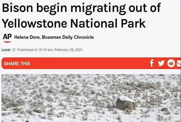 bisões começam a migração