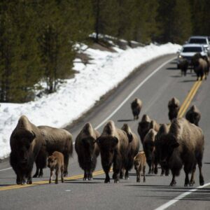 Os bisões começaram a sair ativamente de Yellowstone