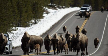 Os bisões começaram a sair ativamente de Yellowstone