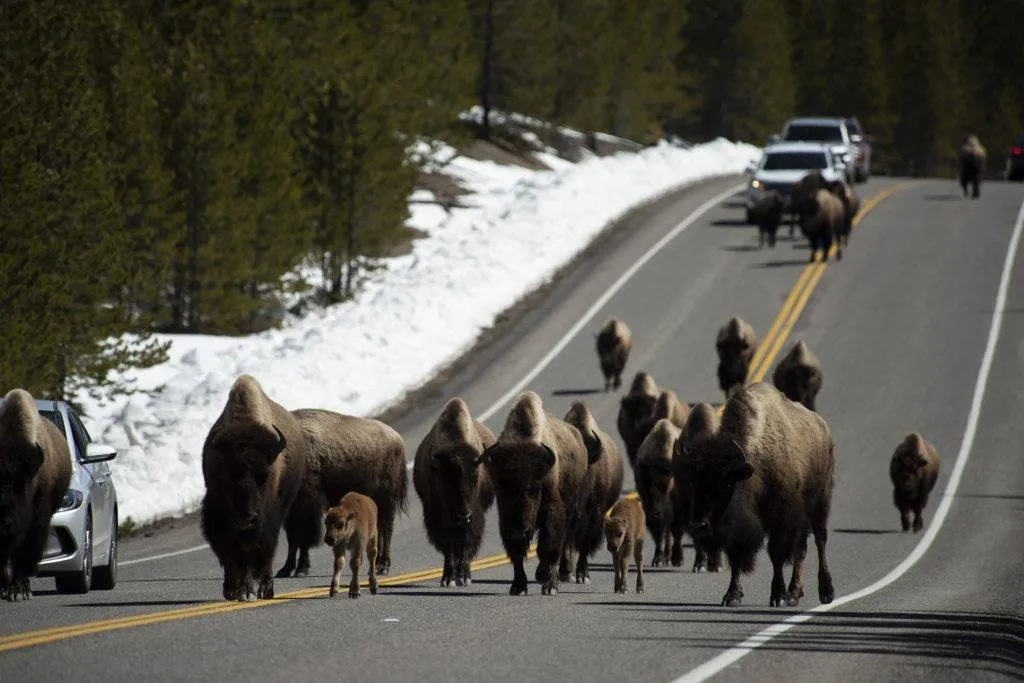 Os bisões começaram a sair ativamente de Yellowstone