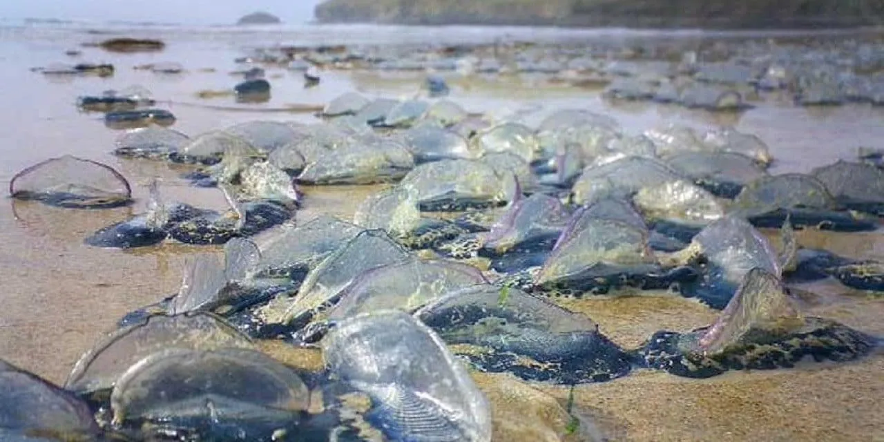 A Bolha: Pode ser a causa de milhões de águas-vivas mortas