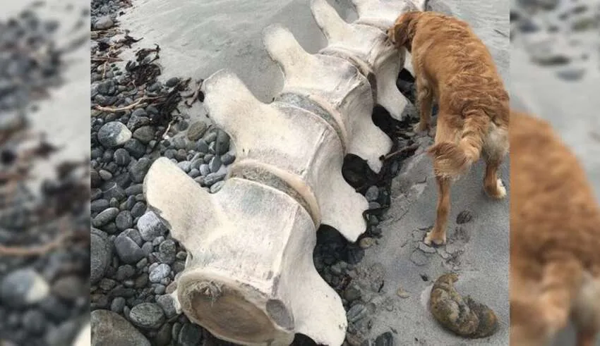 Apareceram restos mortais de uma criatura gigantesca e misteriosa em uma praia na Escócia.