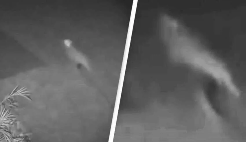 Câmera de segurança registra um velociraptor bebê em uma casa na Flórida?