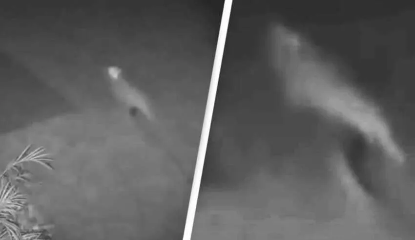 Câmera de segurança registra um velociraptor bebê em uma casa na Flórida