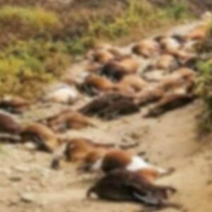 Um estranho relâmpago “explodiu 68 cabras por dentro”