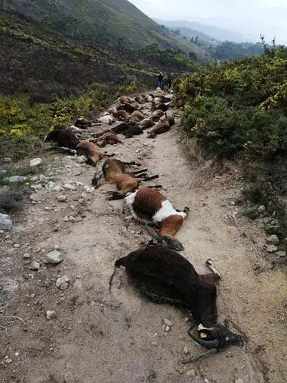 O fazendeiro ficou horrorizado ao encontrar 68 cabras mortas em uma fileira.