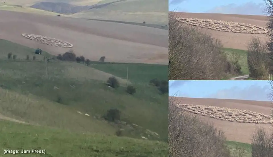 Um ciclista na Inglaterra captura o momento em que ovelhas fazem estranhas figuras no campo.