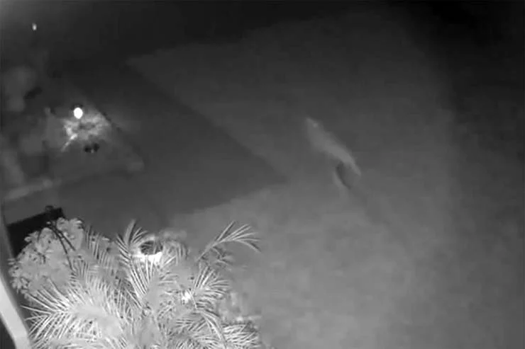 Será que é um Velociraptor bebê em uma casa na Flórida? Velociraptor bebê em uma casa na Flórida