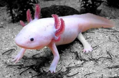 Salamandra Axolotl.