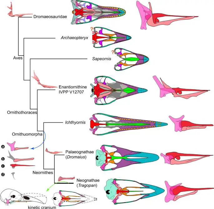 Evolução do complexo palatino aviário e cinesia craniana.