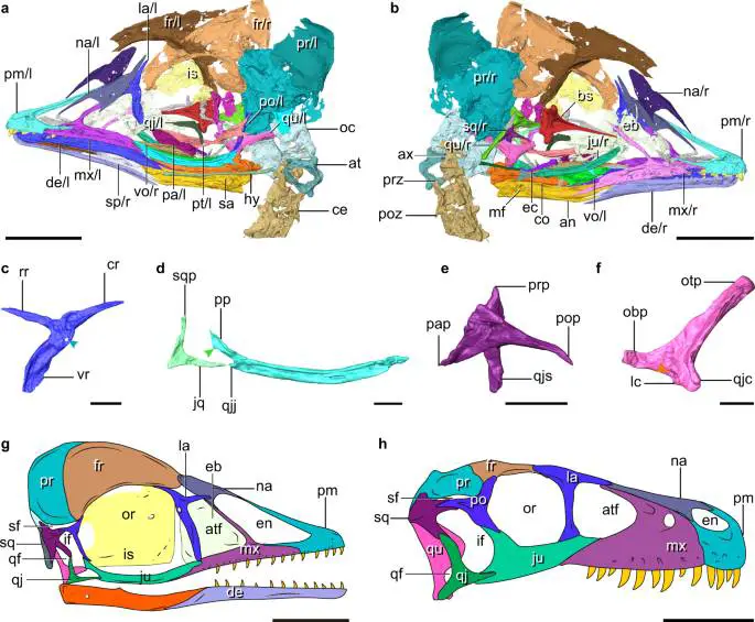 Reconstrução digital do crânio com detalhes ampliados dos ossos palatinos semelhantes a dinossauros, ou seja, base fenóide (vermelho), pterigóide (rosa) e quadrada (roxa). As estrelas indicam as duas partes do dente pterigóide que se estendem atrás do olho.