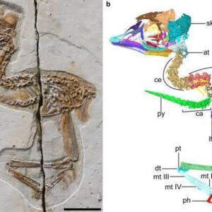 Encontram um fóssil de um pássaro pré-histórico semelhante a um pequeno dragão