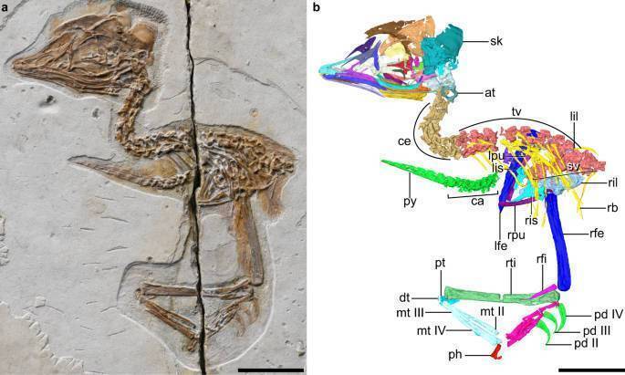 Reconstrução digital do novo esqueleto fóssil de ave do Mesozóico (barra de escala 10 mm).