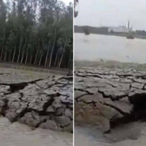 Um vídeo mostra como a terra está crescendo sozinha na Índia