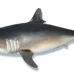 Lamna nasus é uma espécie de elasmobrânquio lamniforme da família Lamnidae, conhecido pelos nomes comuns de tubarão-sardo e barrilote.
