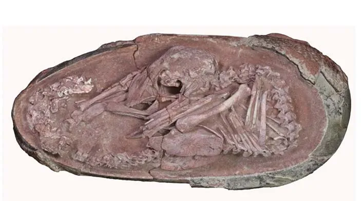 O esqueleto fossilizado do bebê Yingliang em seu ovo.
