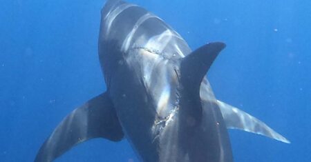 Homem fotografa um grande tubarão branco com uma enorme mordida semelhante à de um megalodonte