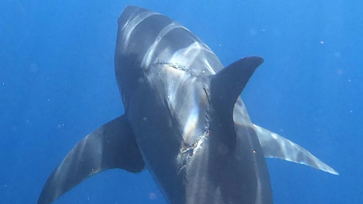 Eles fotografam um grande tubarão branco com uma enorme mordida semelhante à de um megalodonte